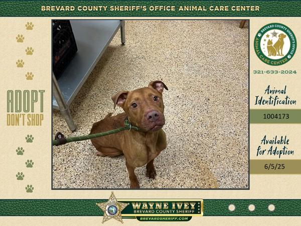 Enlarge Red, a Adoptable mixed breed in Melbourne, FL image 2/6