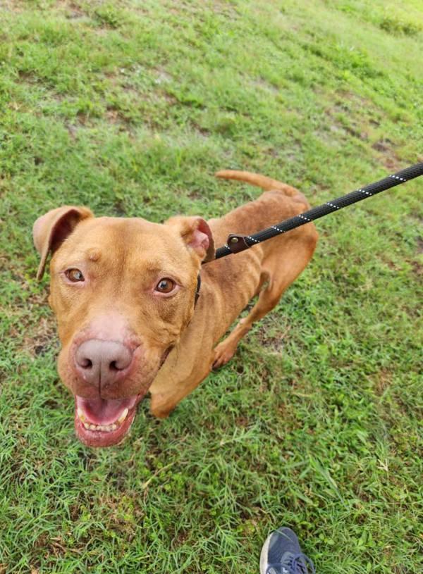 Enlarge Red, a Adoptable mixed breed in Melbourne, FL image 3/6