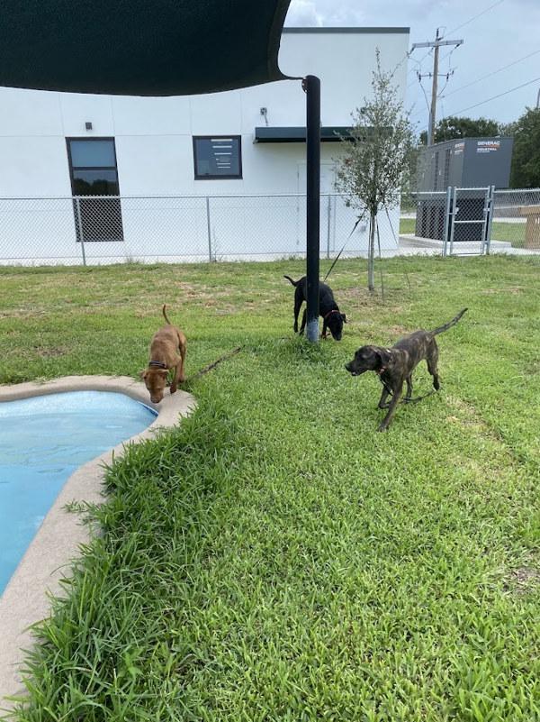 Enlarge Red, a Adoptable mixed breed in Melbourne, FL image 4/6