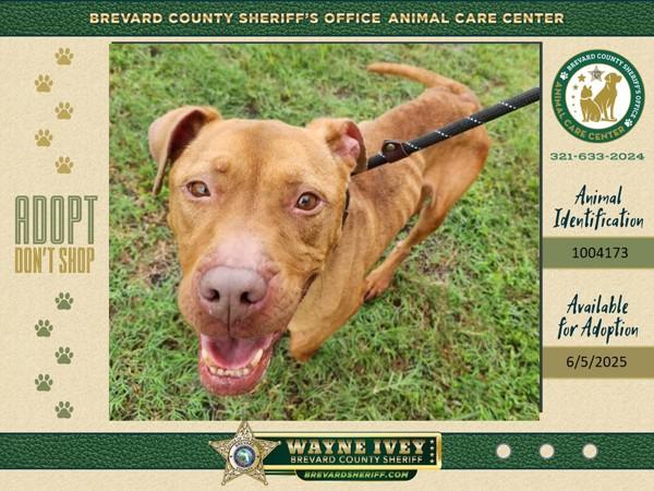 Enlarge Red, a Adoptable mixed breed in Melbourne, FL image 5/6