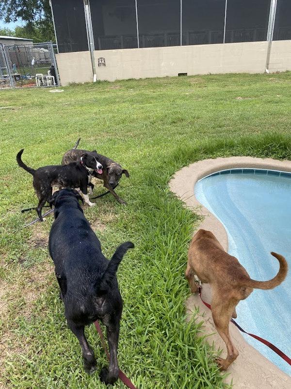 Enlarge Red, a Adoptable mixed breed in Melbourne, FL image 6/6