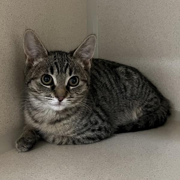 Haven, a Adoptable mixed breed in Silverdale, WA image 1/2