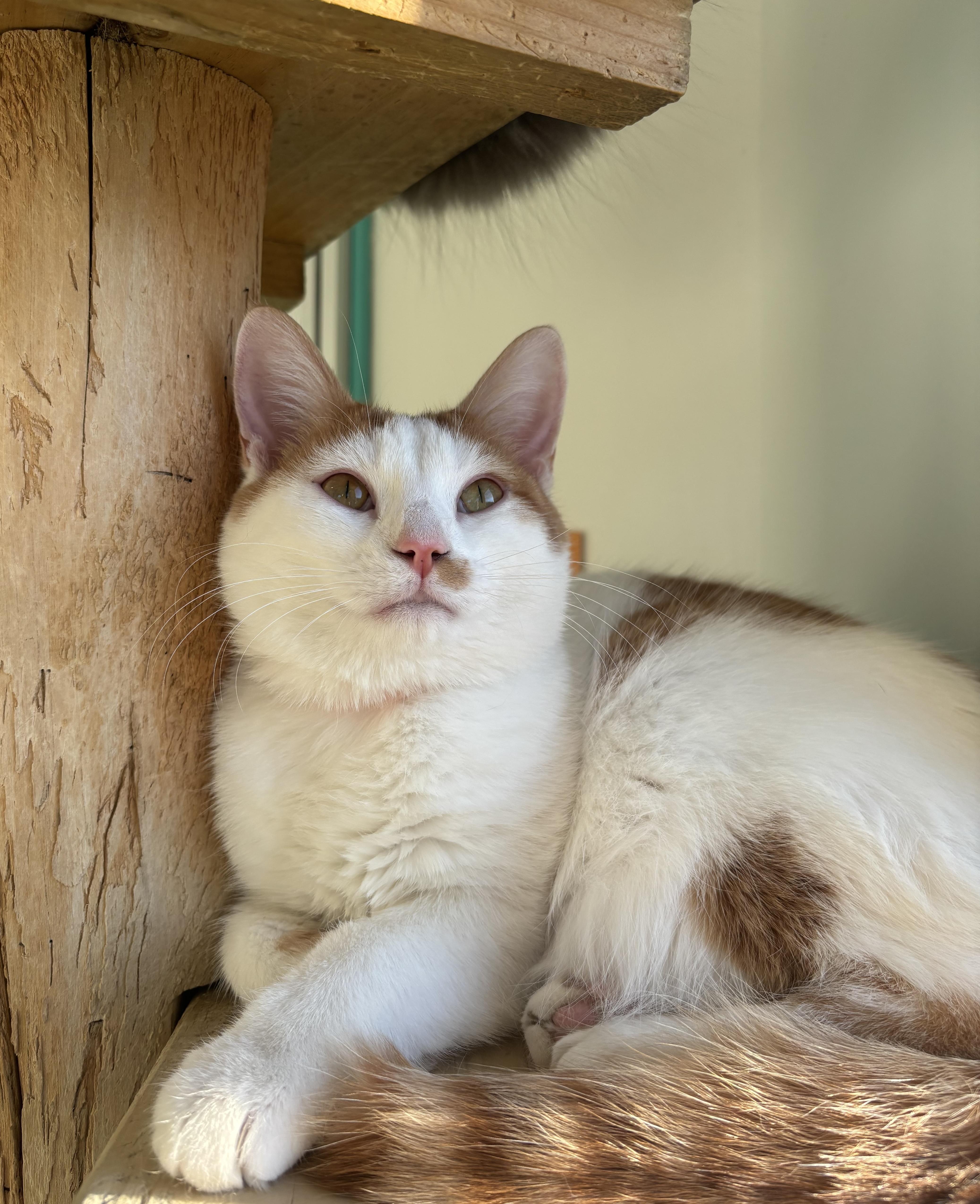 Peanut, a Adoptable Domestic Short Hair in Chicago, IL image 2/2