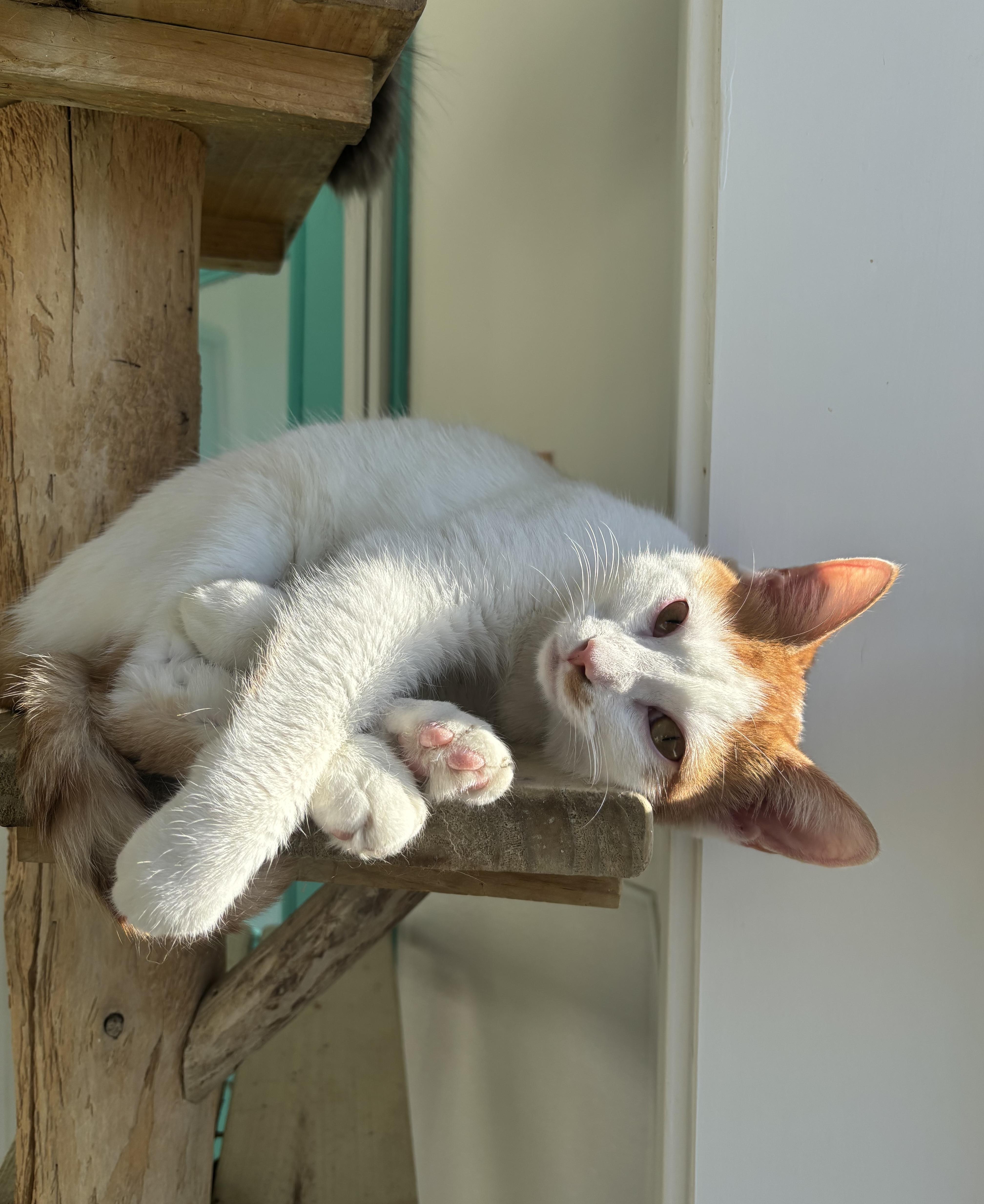 Peanut, a Adoptable Domestic Short Hair in Chicago, IL image 1/2