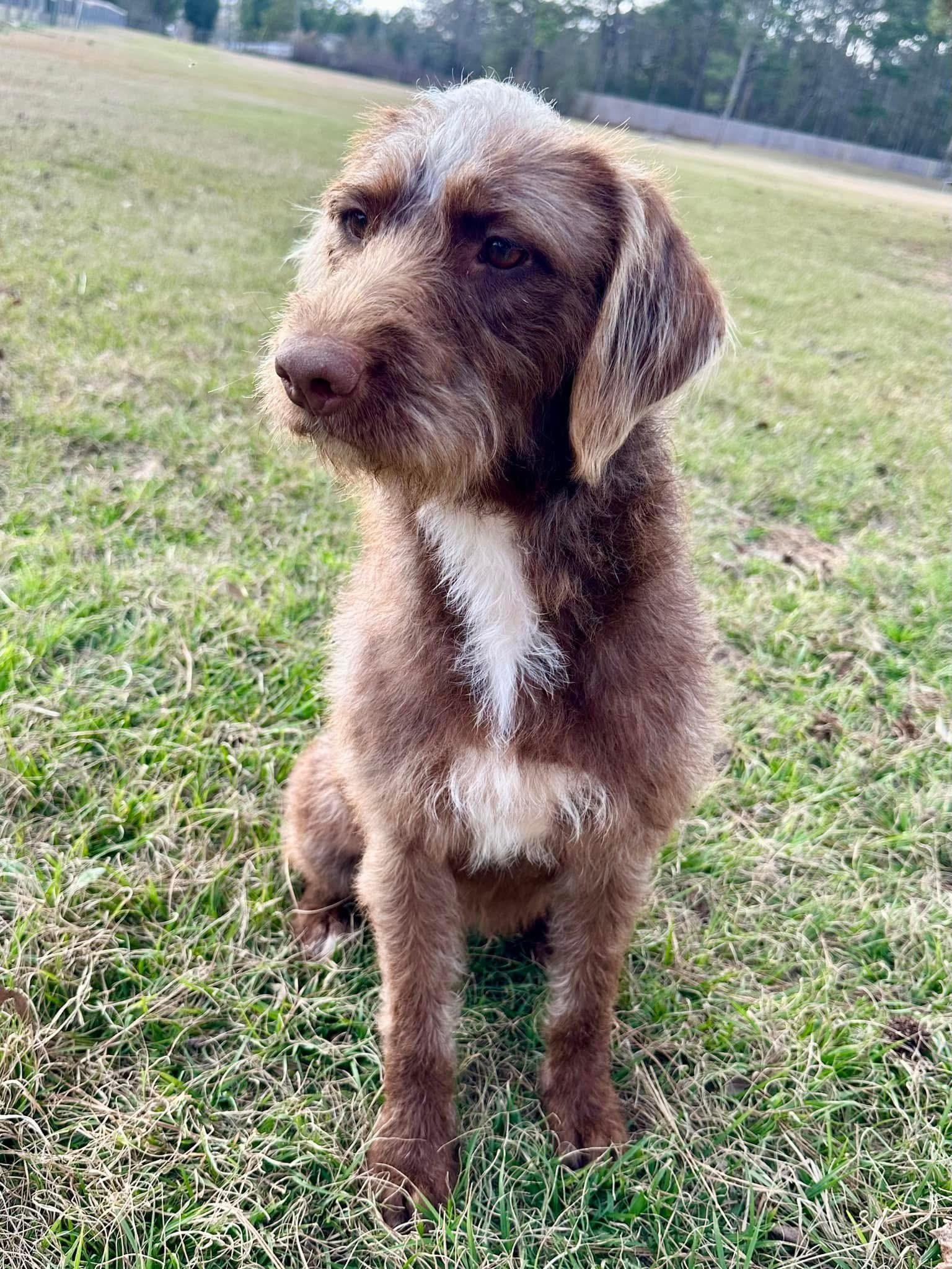 Godiva the Labradoodle, a Adoptable Labradoodle in Muskego, WI image 2/6