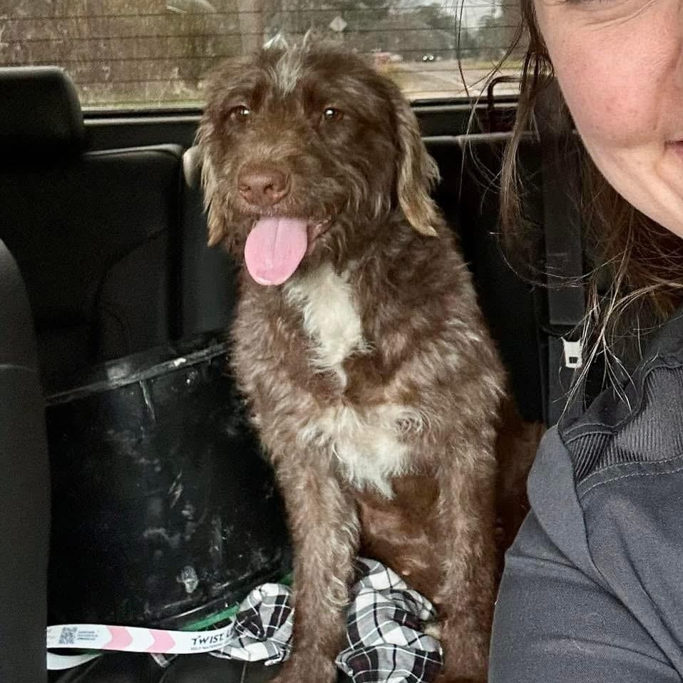 Godiva the Labradoodle, a Adoptable Labradoodle in Muskego, WI image 5/6
