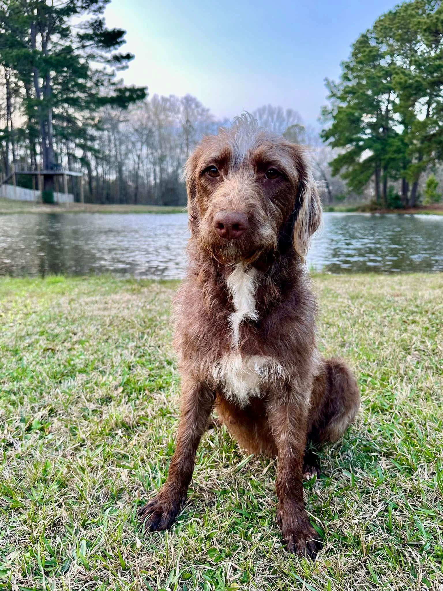 Godiva the Labradoodle, Adoptable, Young Female Labradoodle.