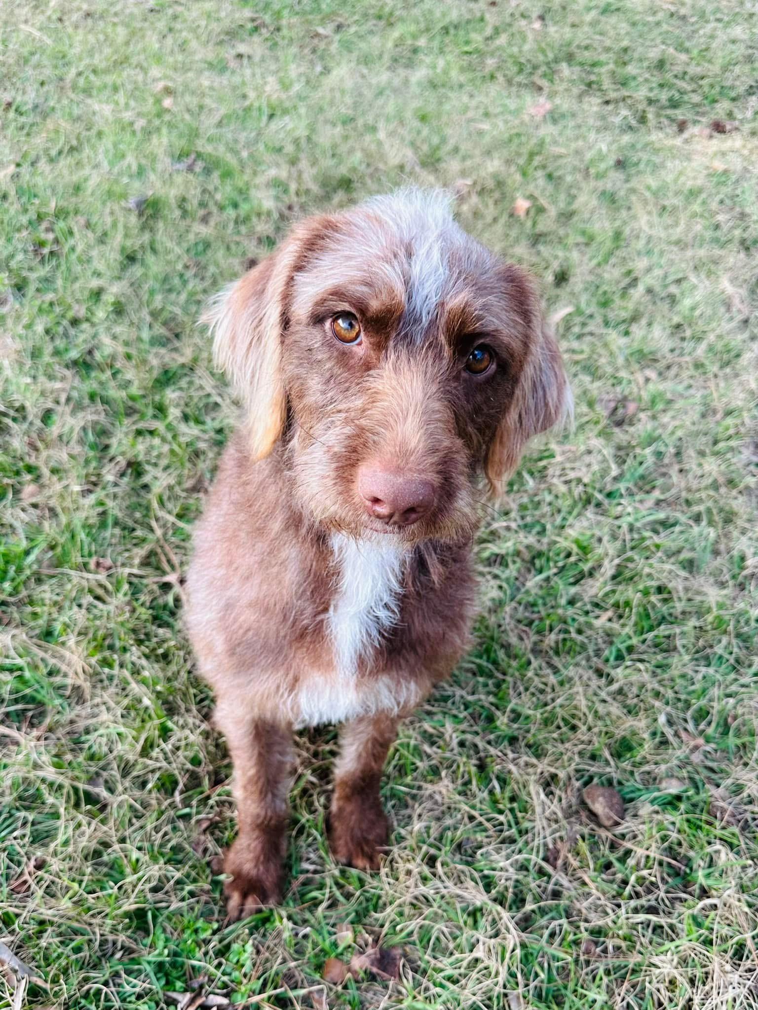 Godiva the Labradoodle, a Adoptable Labradoodle in Muskego, WI image 3/6