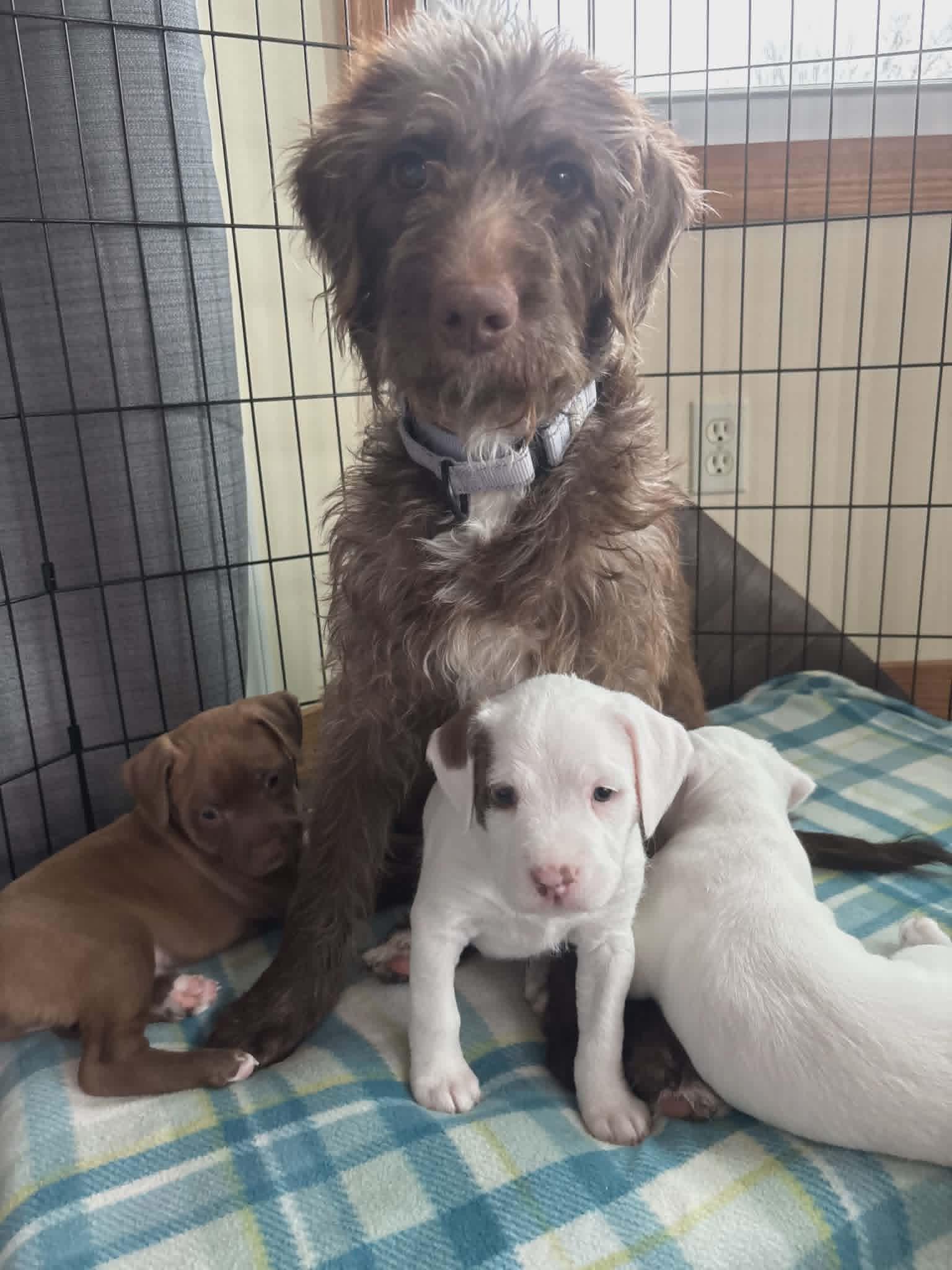 Godiva the Labradoodle, a Adoptable Labradoodle in Muskego, WI image 6/6