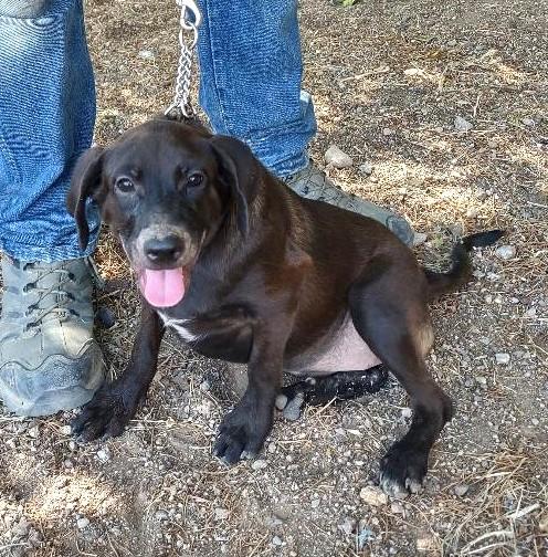 Salem, Adoptable, Puppy Female Black Labrador Retriever.