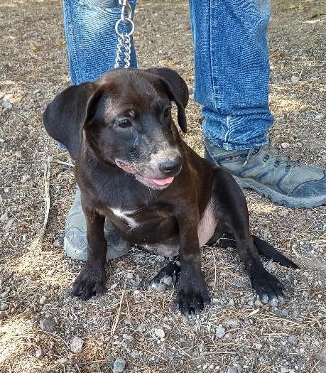 Salem, a Adoptable mixed breed in Golden Valley, AZ image 2/2
