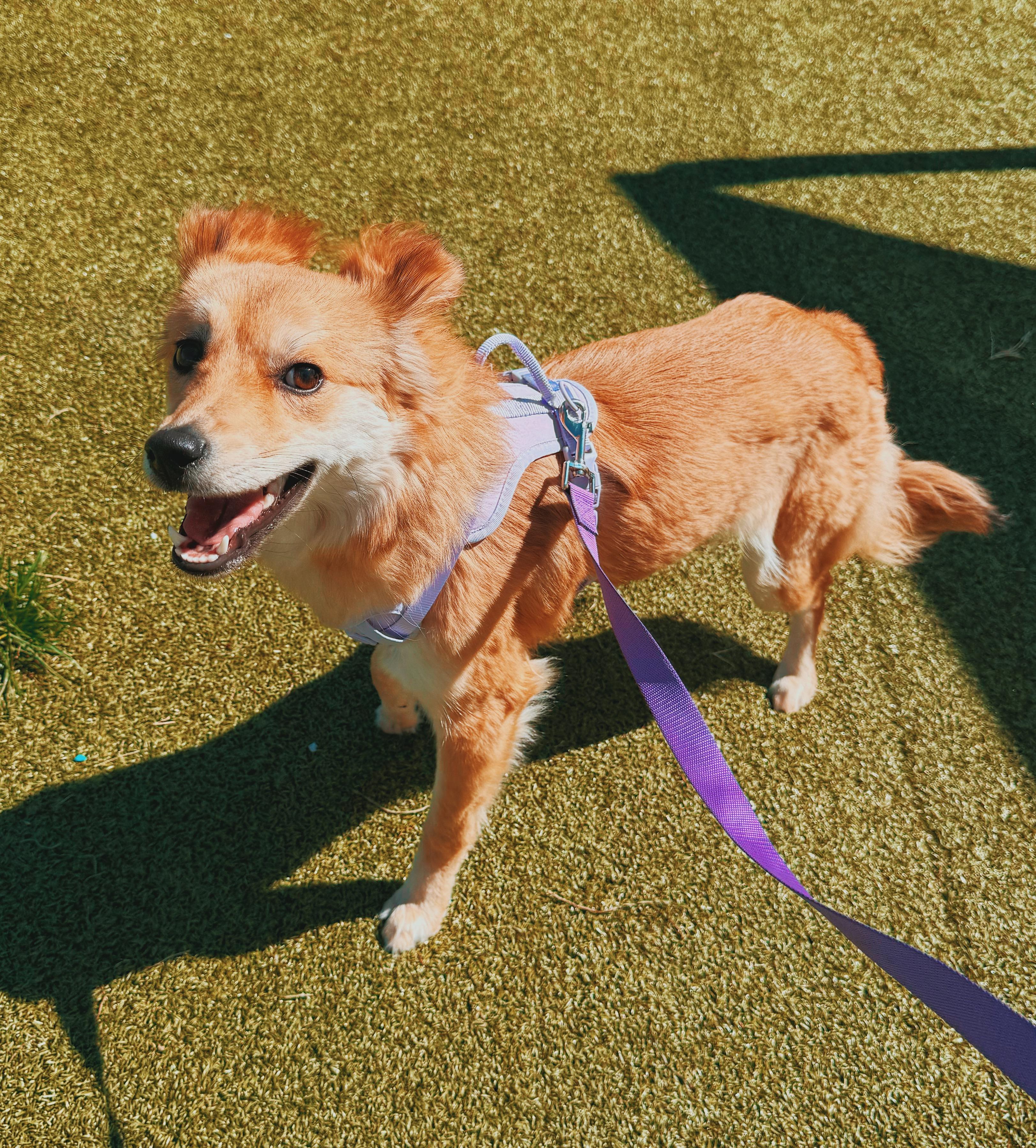 Cashew, a ADOPTABLE mixed breed in Hays, KS image 1/6