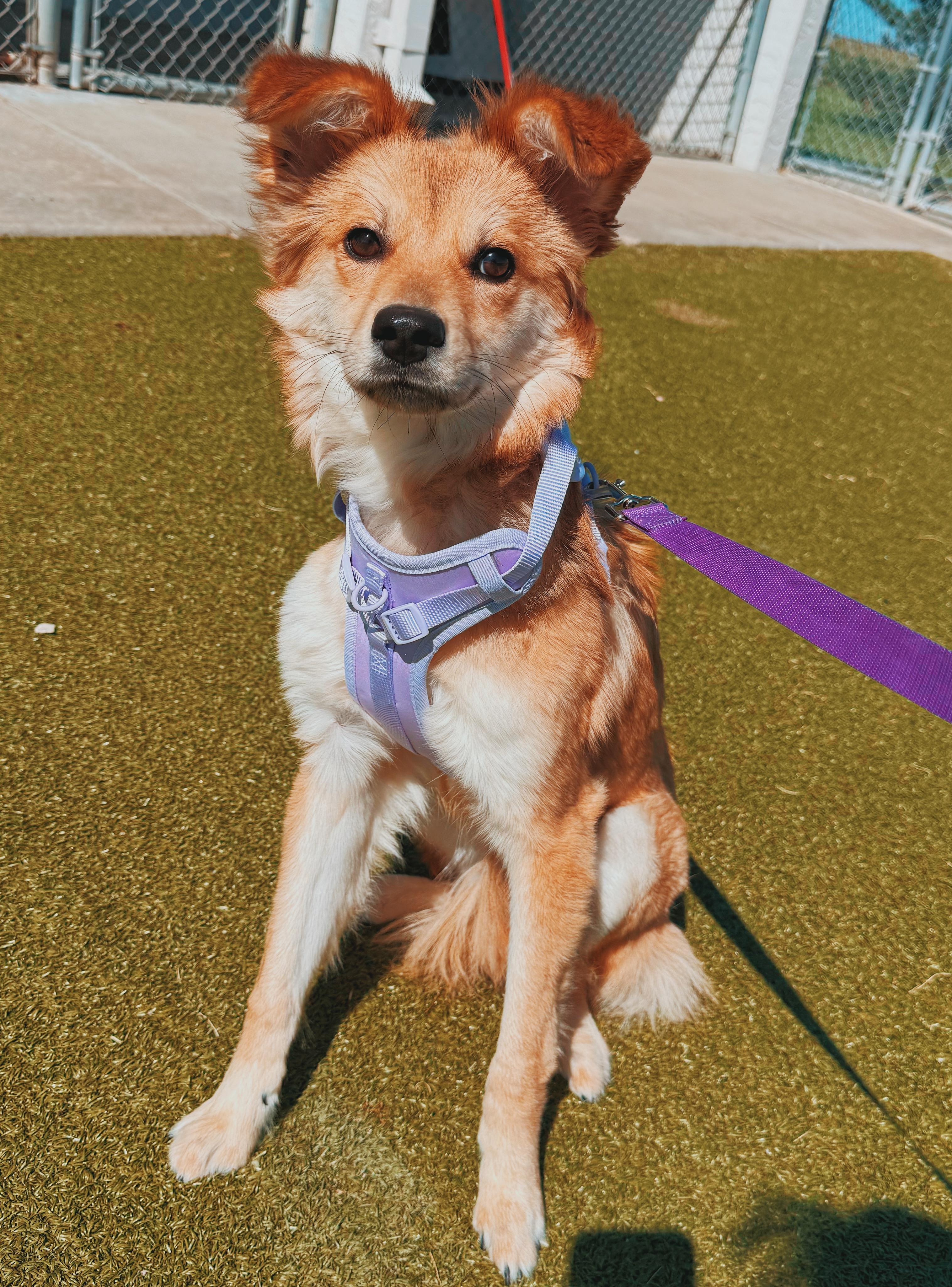 Cashew, a ADOPTABLE mixed breed in Hays, KS image 3/6