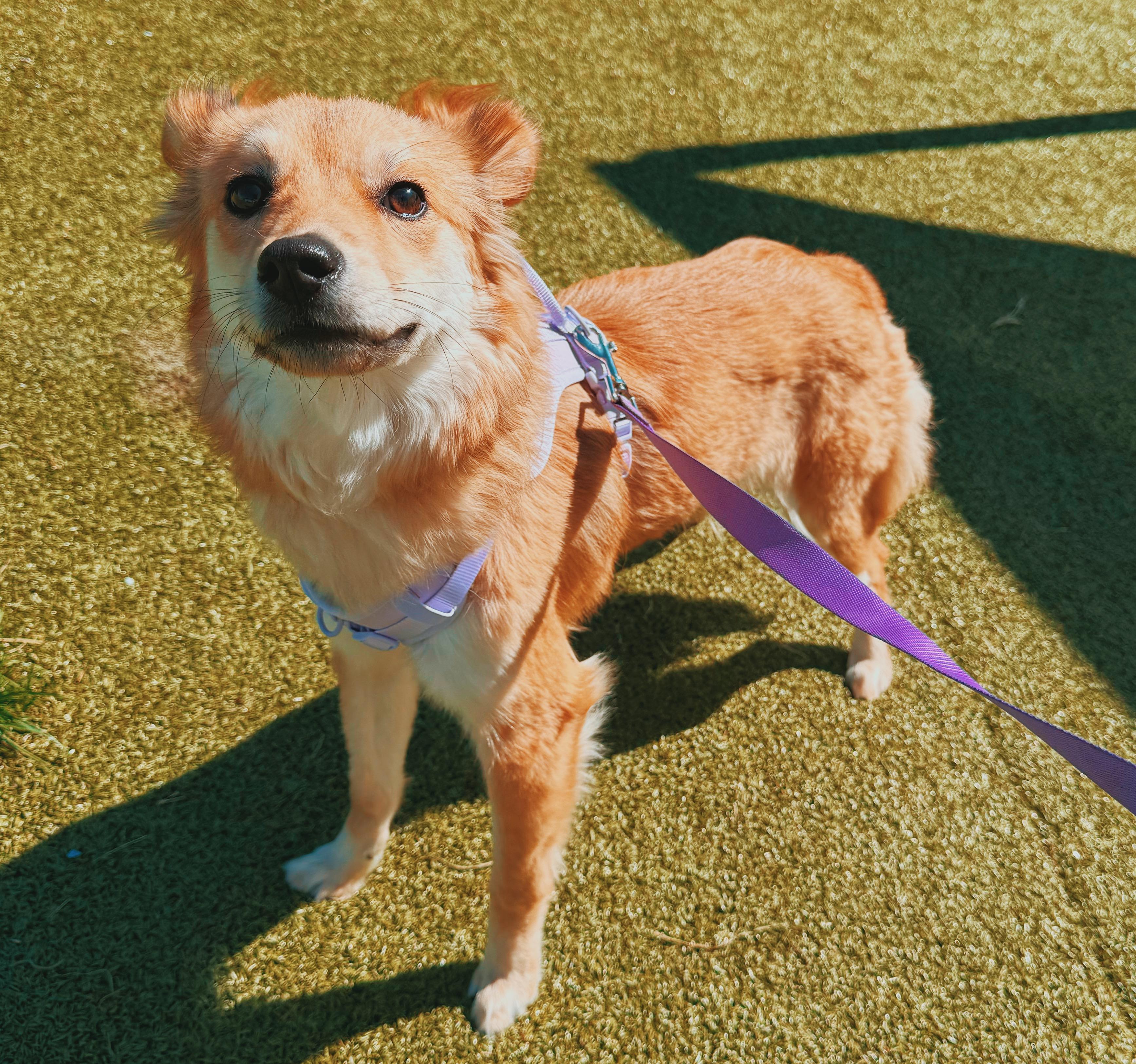Cashew, a ADOPTABLE mixed breed in Hays, KS image 6/6