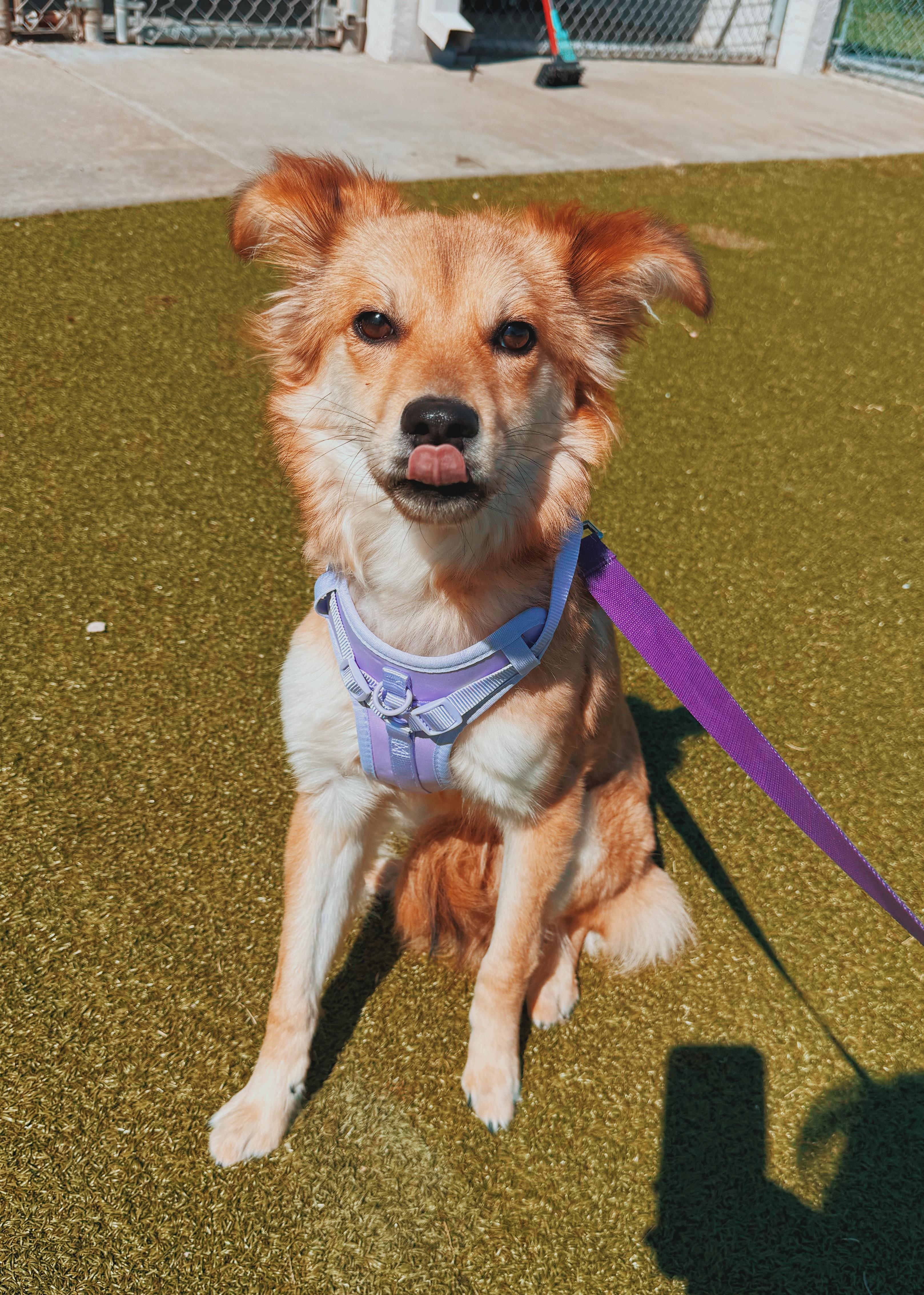 Cashew, a ADOPTABLE mixed breed in Hays, KS image 5/6