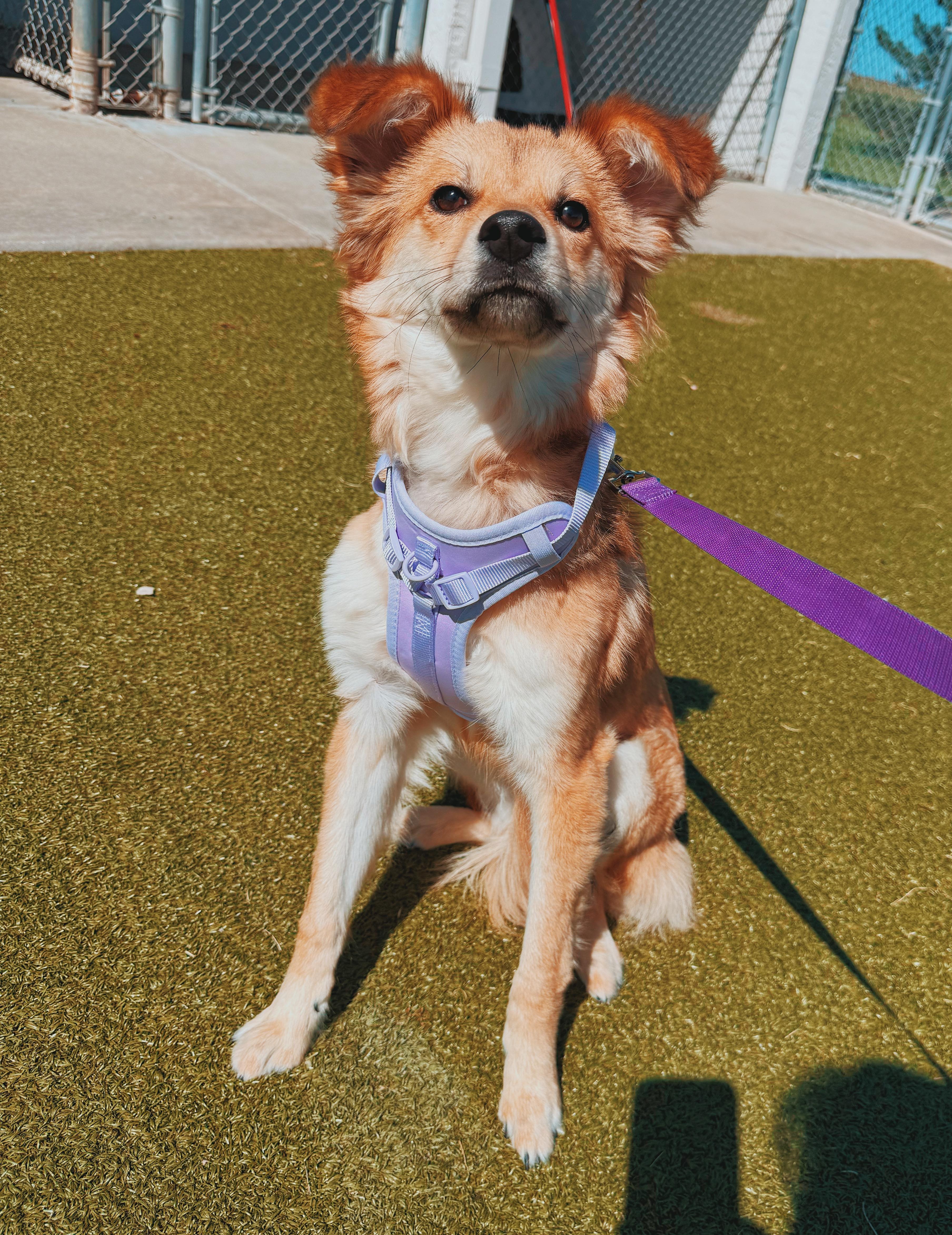 Cashew, a ADOPTABLE mixed breed in Hays, KS image 2/6