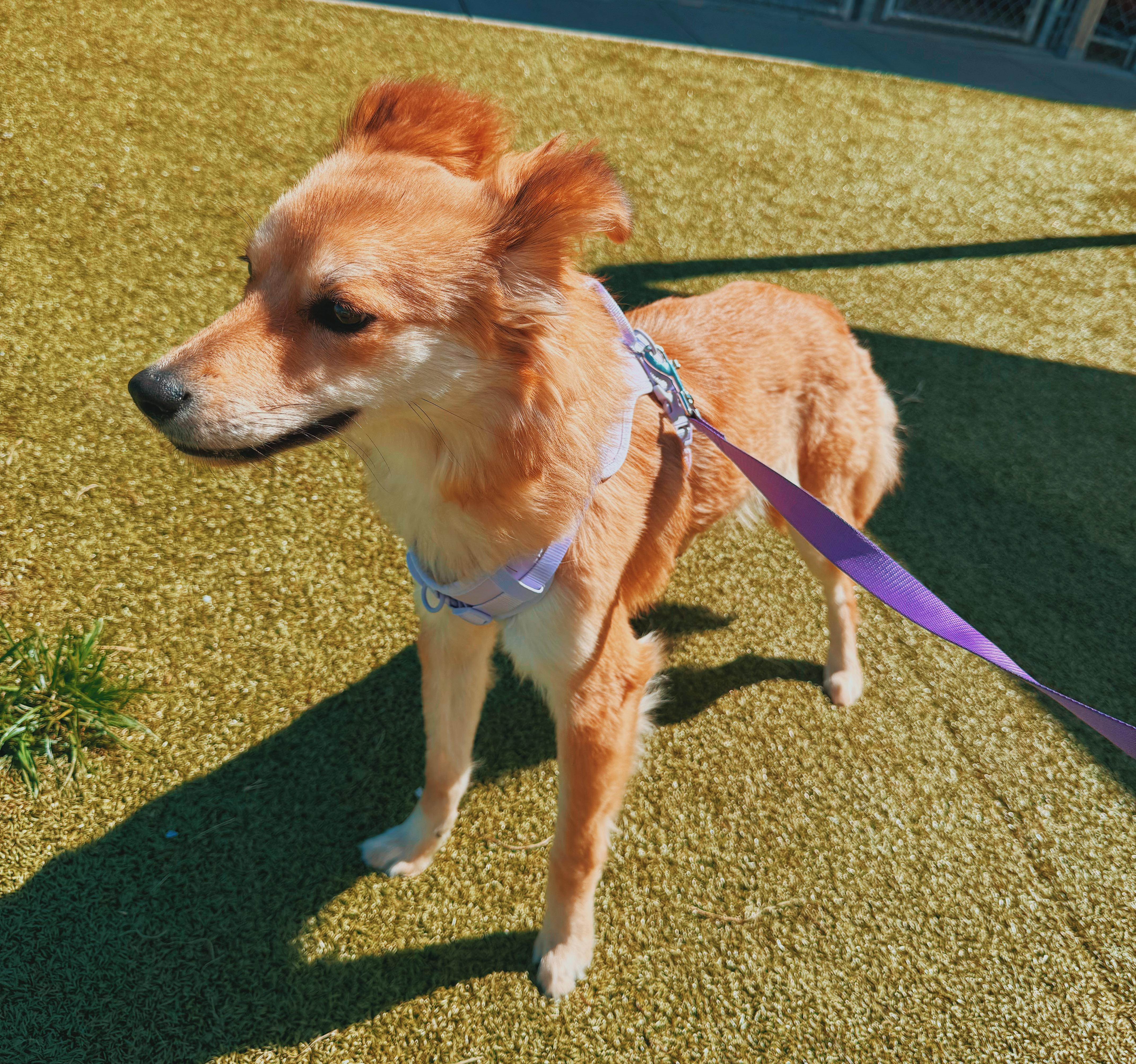 Cashew, a ADOPTABLE mixed breed in Hays, KS image 4/6