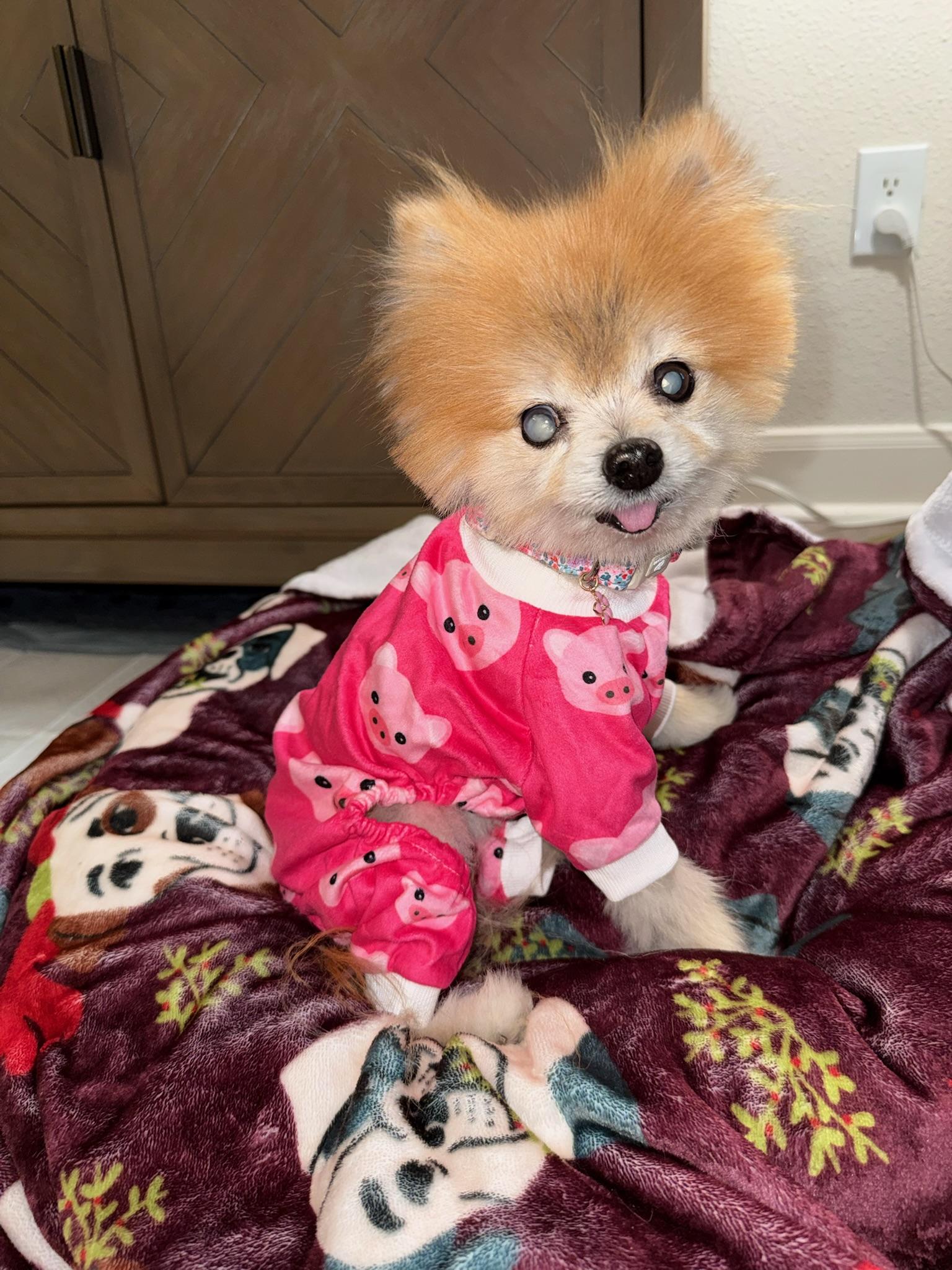 Lisa Vanderpup, Adoptable, Senior Female Pomeranian.