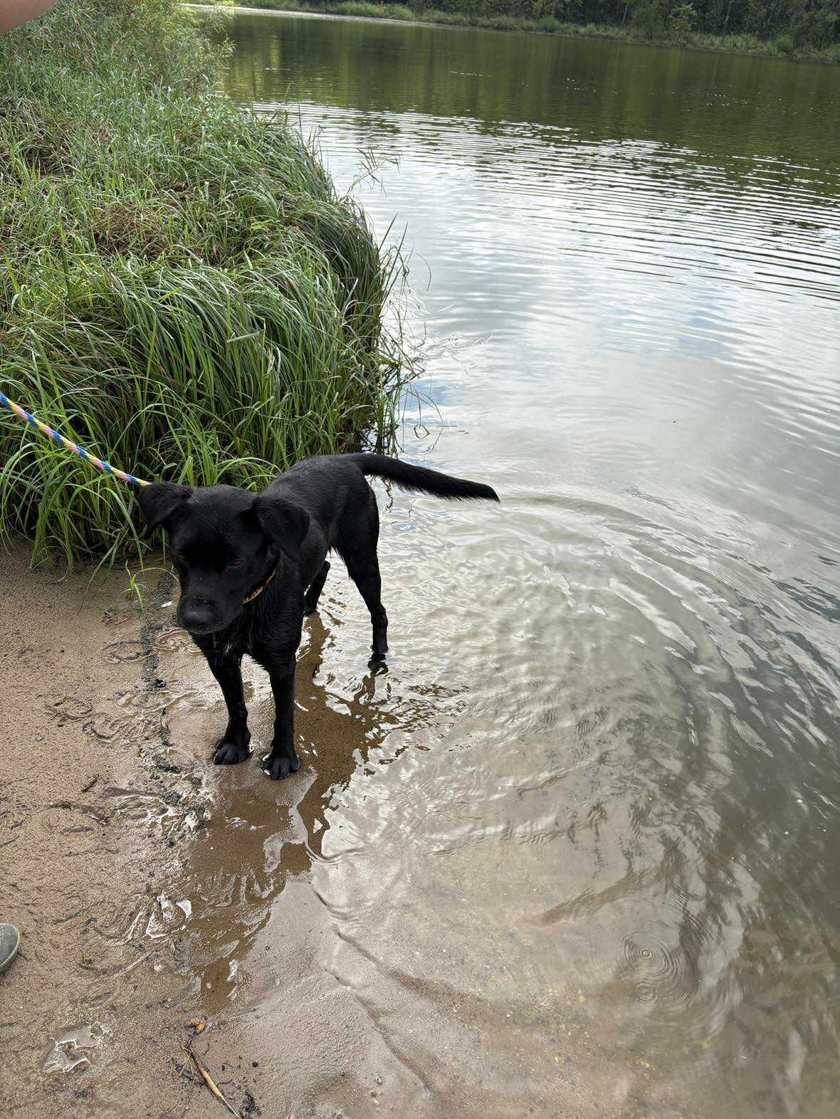 Pasta, Adoptable, Adult Male Labrador Retriever.