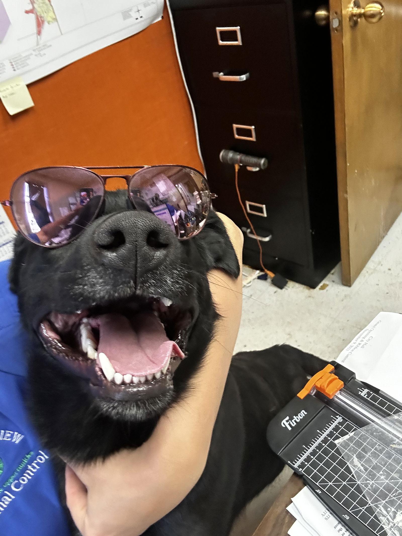 Pasta, a Adoptable Labrador Retriever in Coralville, IA image 2/3