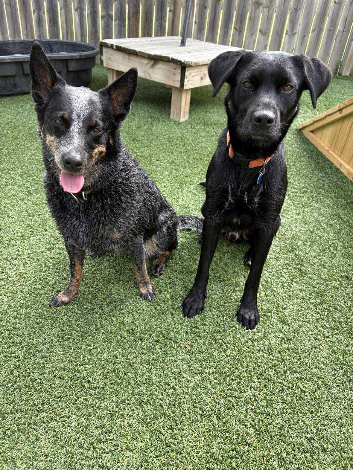 Pasta, a Adoptable Labrador Retriever in Coralville, IA image 3/3