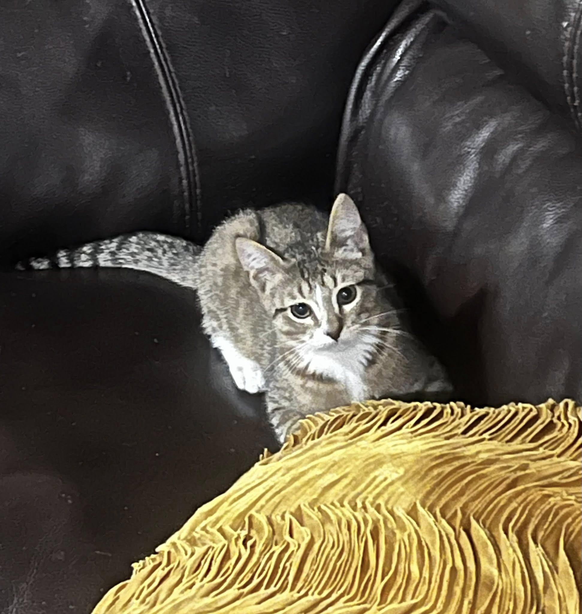 Enlarge Finnegan, a Adoptable Domestic Short Hair in Webster, NY image 1/1