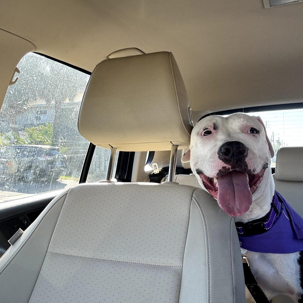 Enlarge Camilla, a Adoptable mixed breed in Palm Springs, CA image 1/4