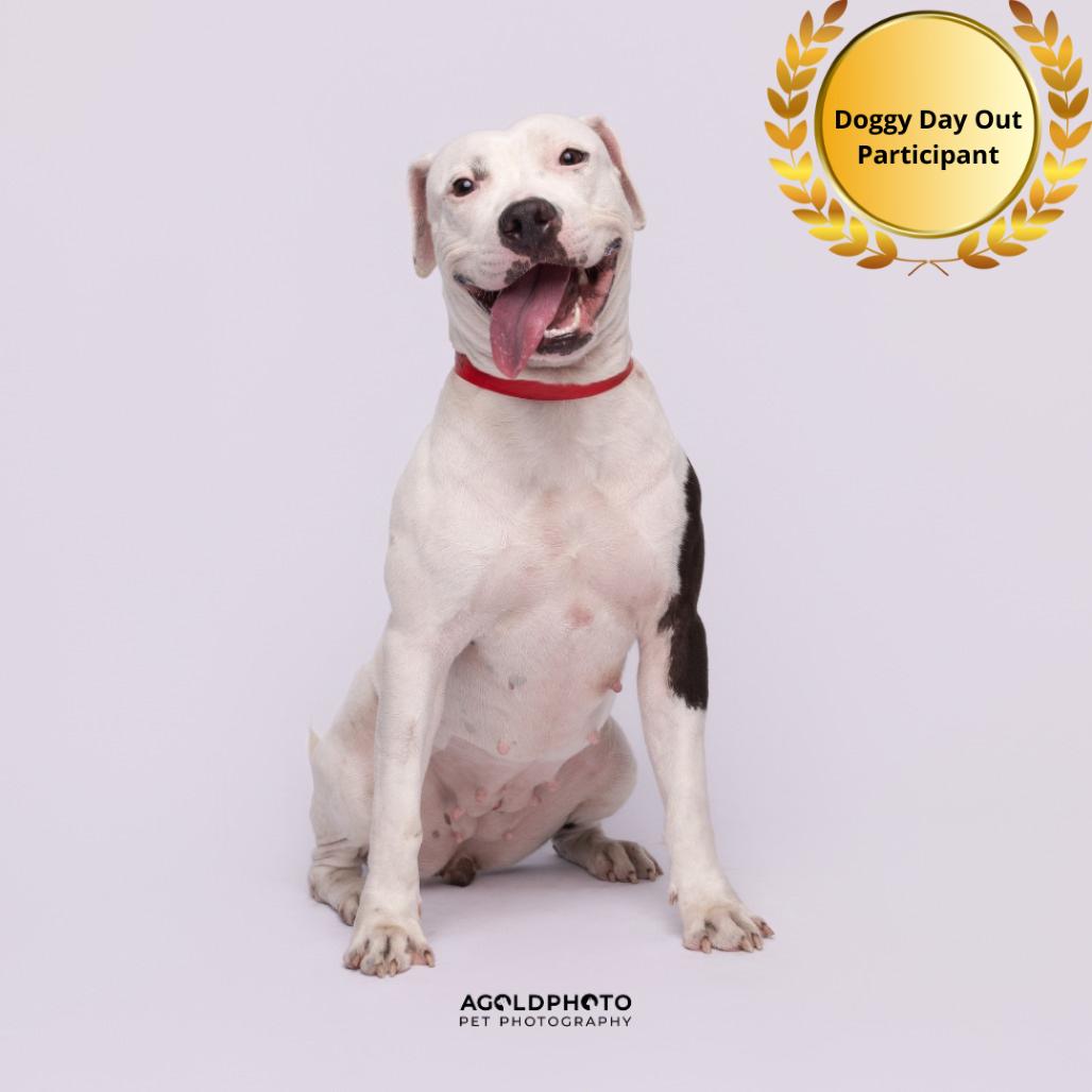 Enlarge Camilla, a Adoptable mixed breed in Palm Springs, CA image 2/4