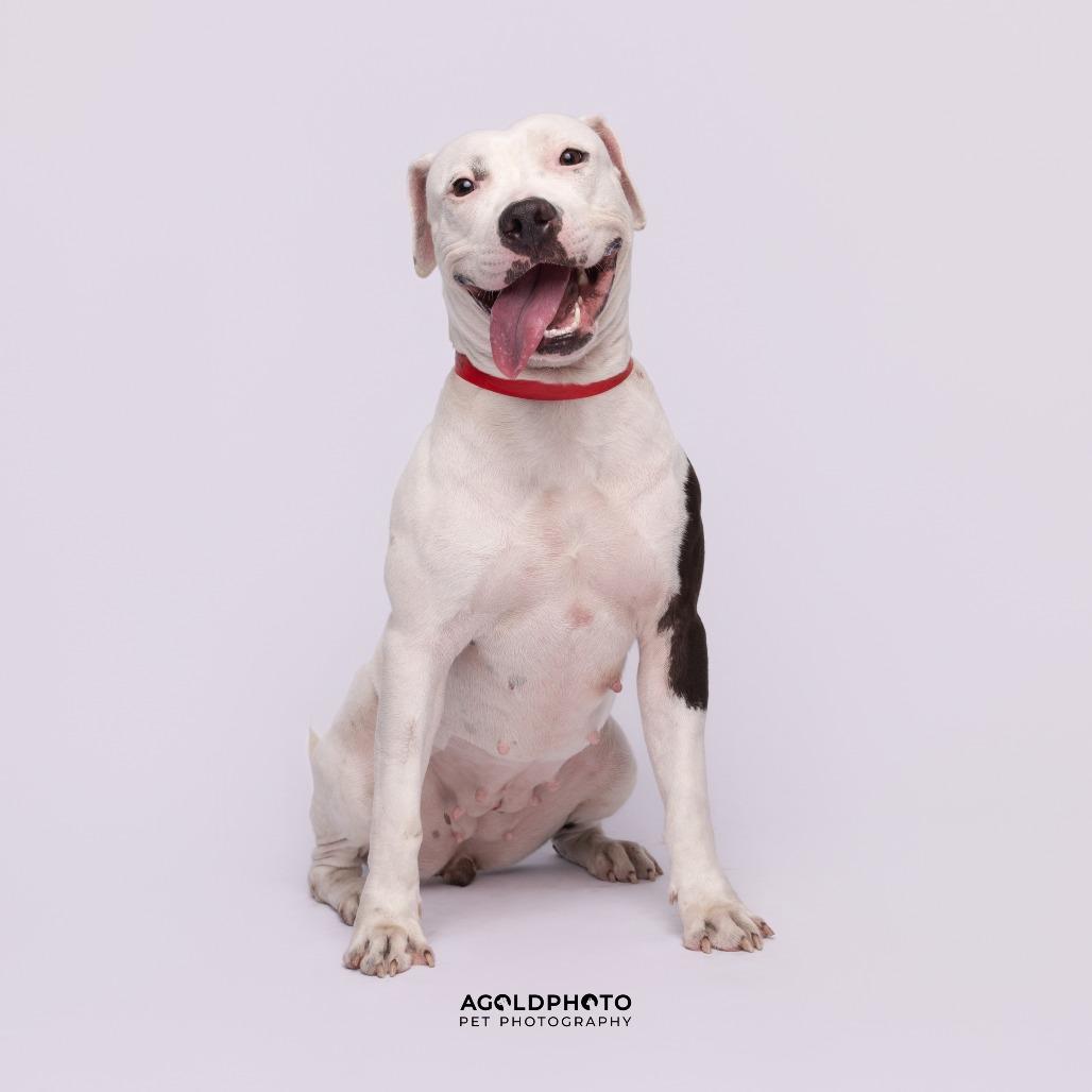 Enlarge Camilla, a Adoptable mixed breed in Palm Springs, CA image 3/4