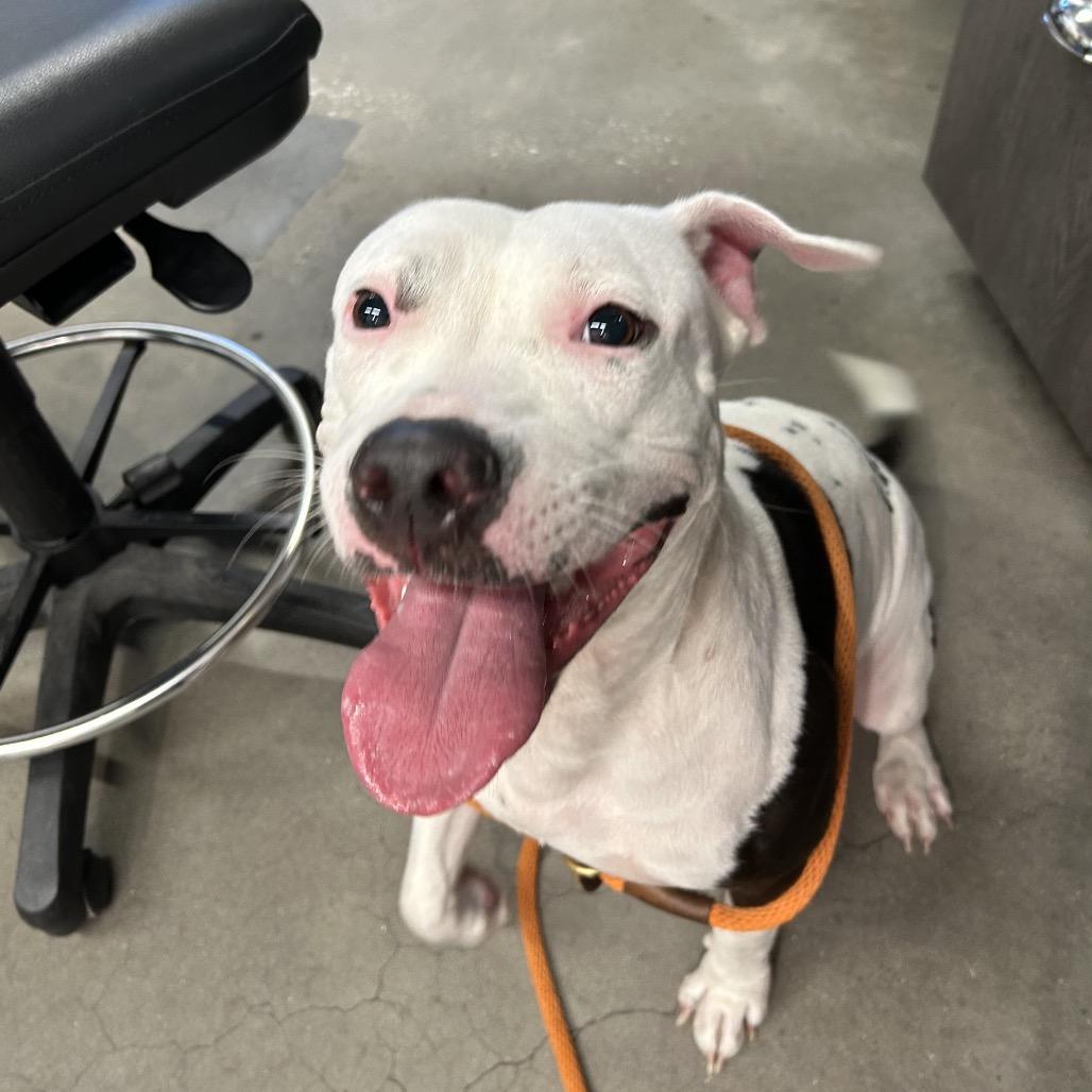 Enlarge Camilla, a Adoptable mixed breed in Palm Springs, CA image 4/4