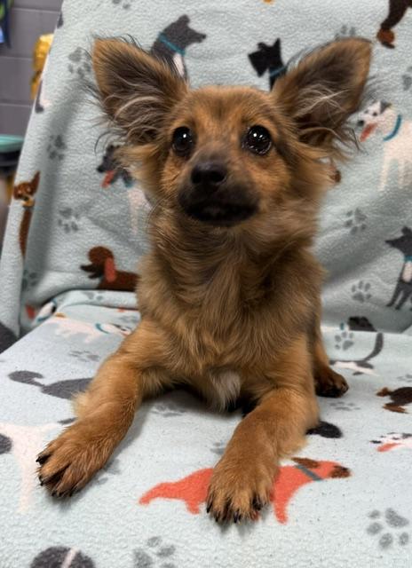 Enlarge Tucker, a ADOPTABLE mixed breed in Boca Raton, FL image 1/1