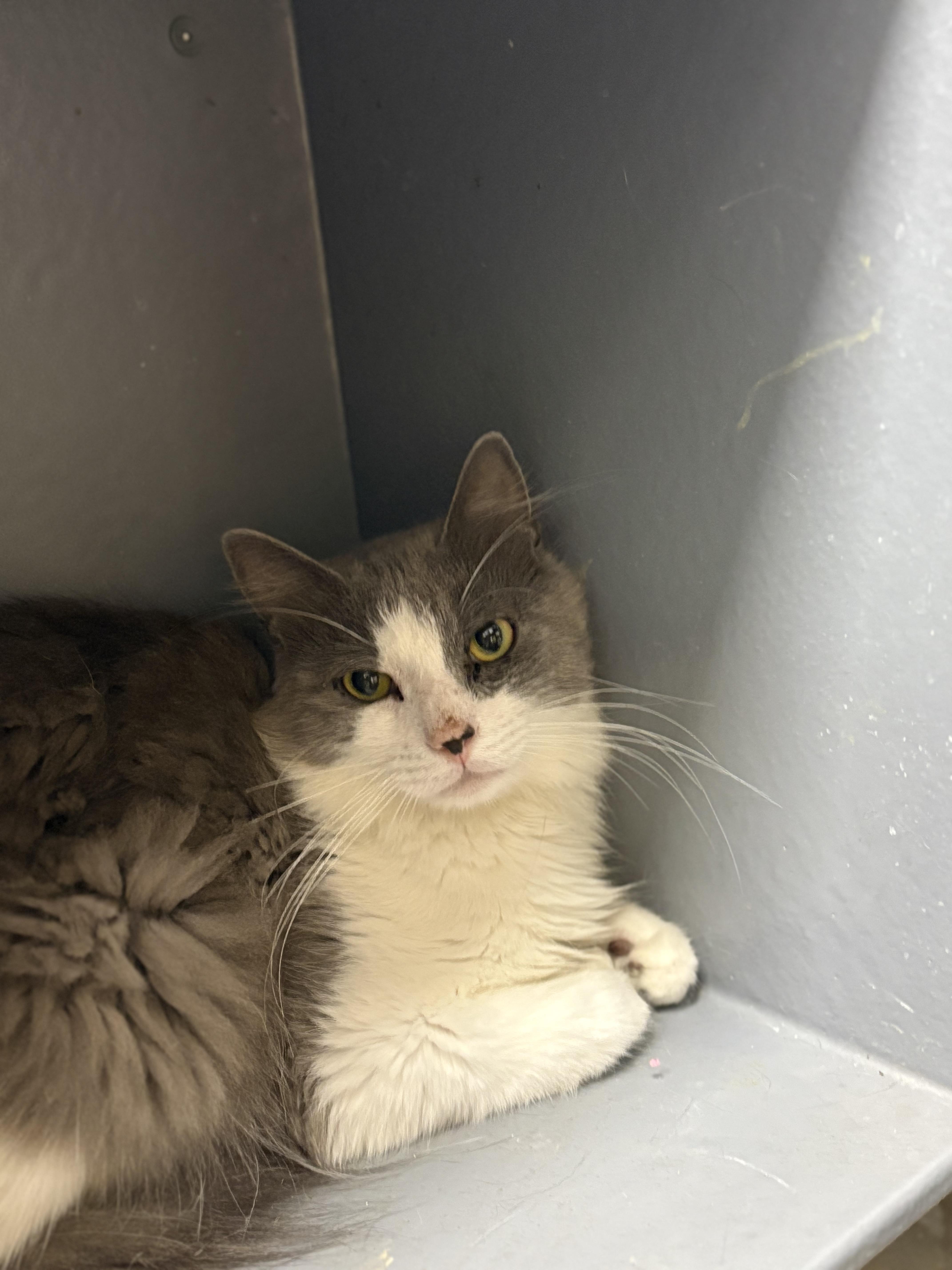 Lil Grey Cat, Adult Male unknown