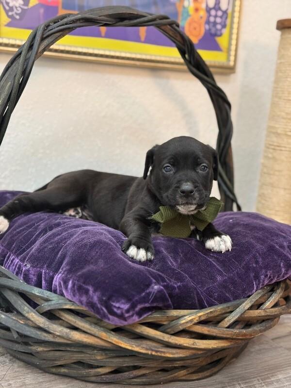 Fig Love — thumbnail 4