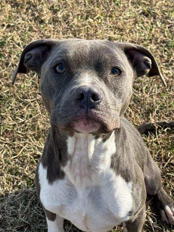 Winnie, Adoptable, Adult Female Pit Bull Terrier & Mixed Breed.