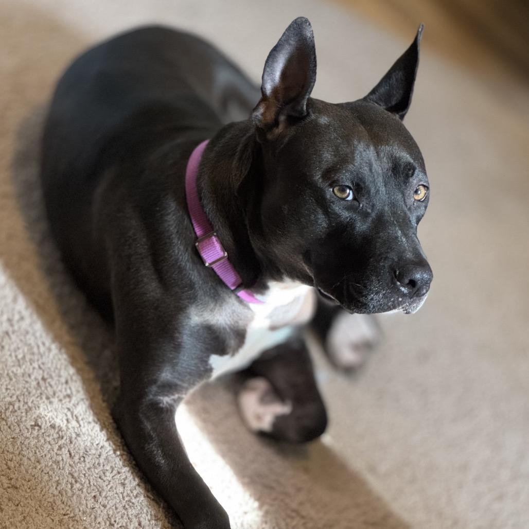 Moana, Adoptable, Adult Female Mixed Breed.