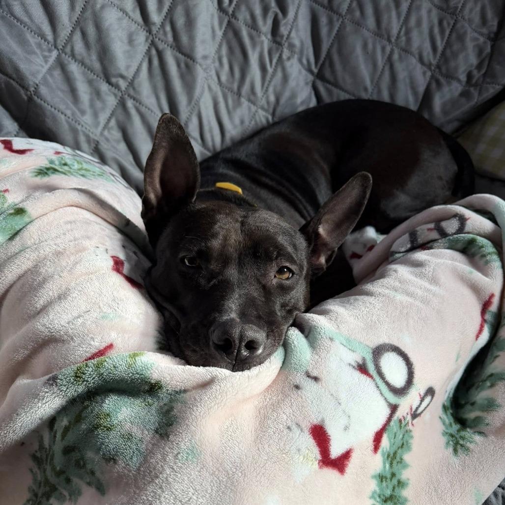 Enlarge Moana, a Adoptable Mixed Breed in Philadelphia, PA image 2/6