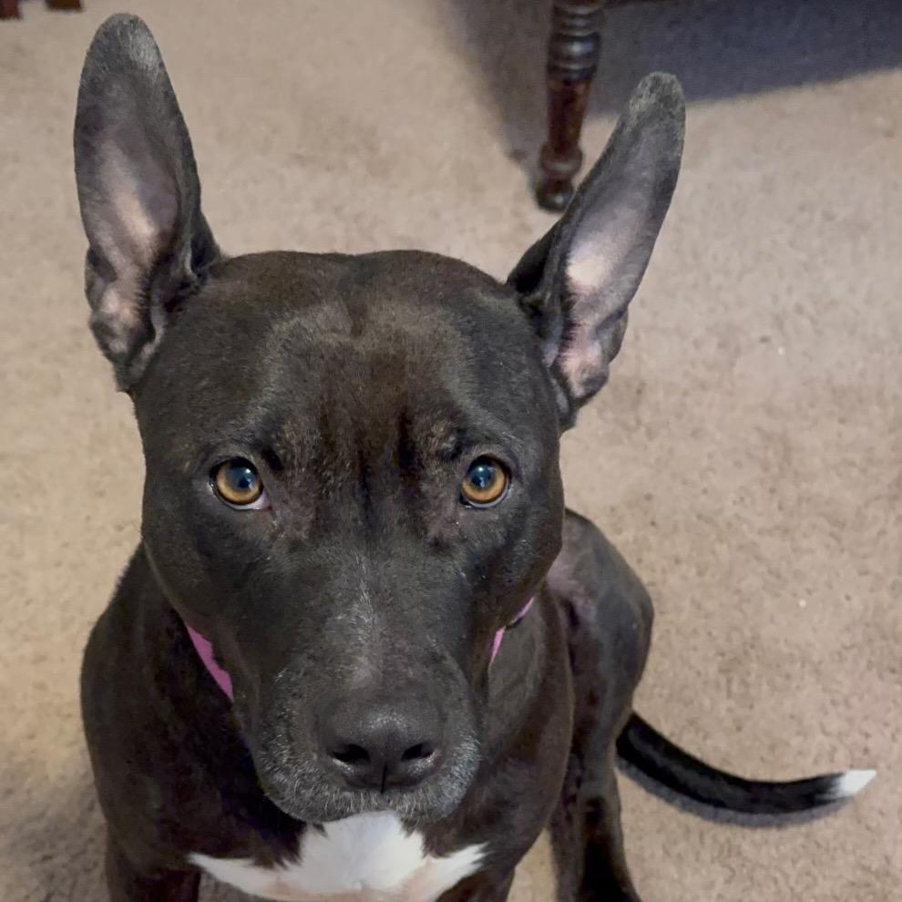 Enlarge Moana, a Adoptable Mixed Breed in Philadelphia, PA image 3/6