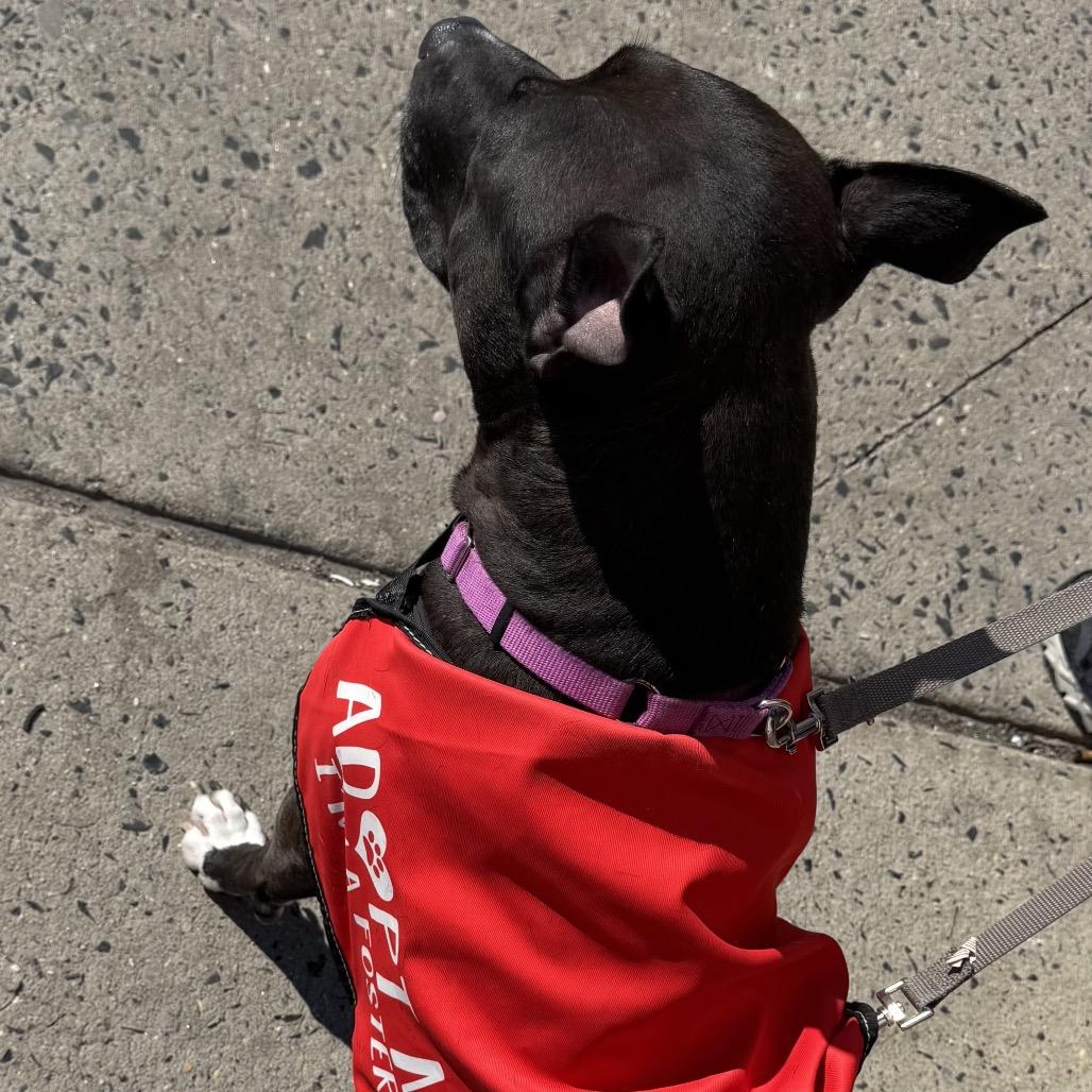 Enlarge Moana, a Adoptable Mixed Breed in Philadelphia, PA image 4/6