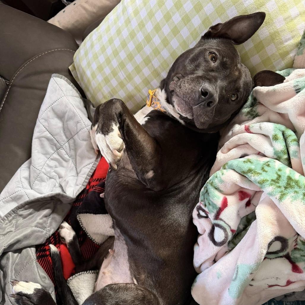 Enlarge Moana, a Adoptable Mixed Breed in Philadelphia, PA image 5/6