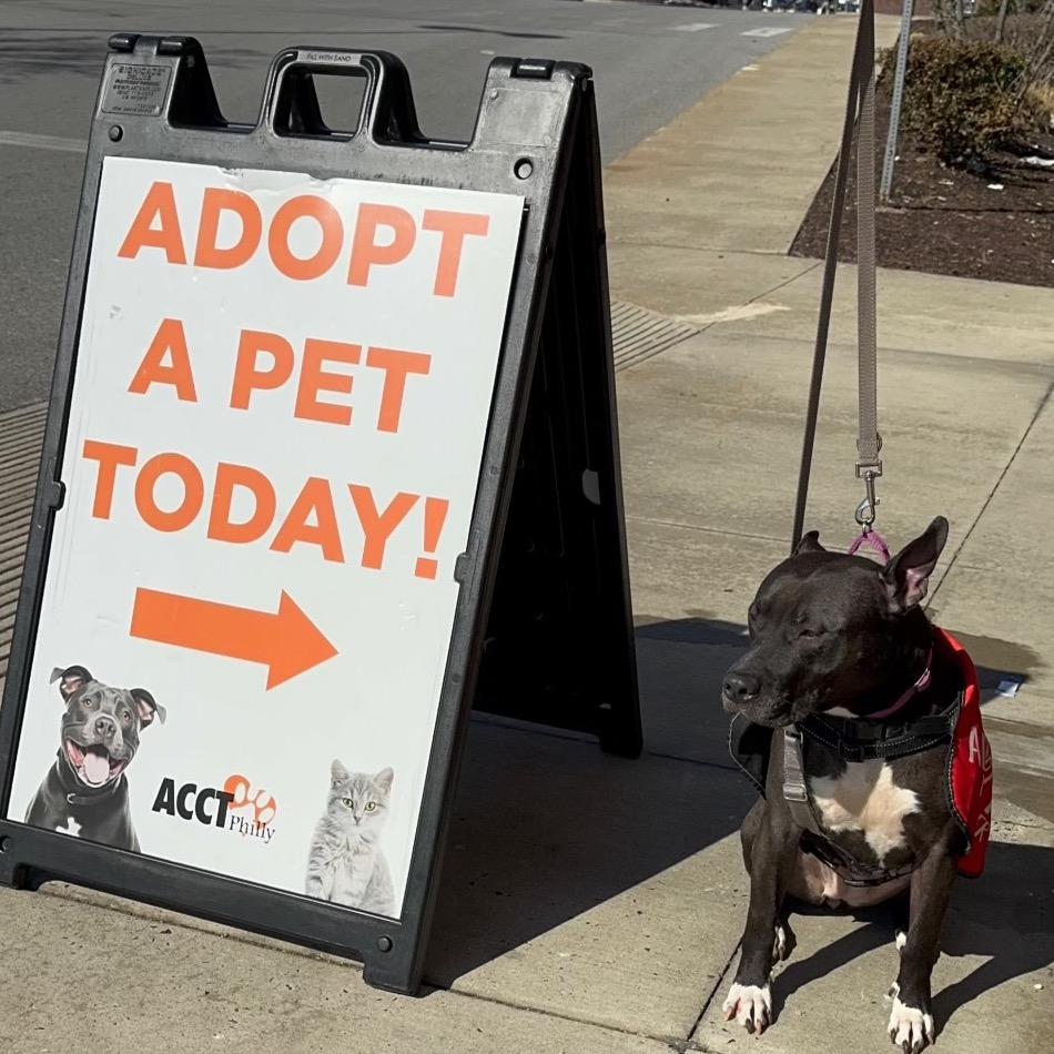 Enlarge Moana, a Adoptable Mixed Breed in Philadelphia, PA image 6/6