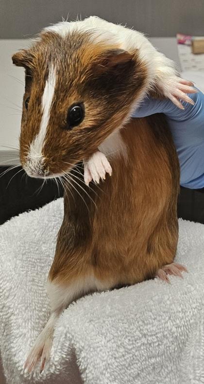 Moe, Adoptable, Young Male Guinea Pig.