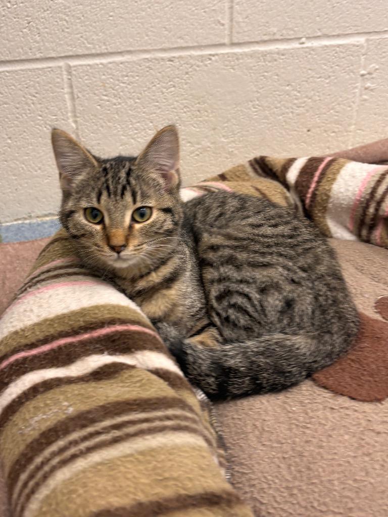 Glenn, Adoptable, Kitten Male Domestic Short Hair.
