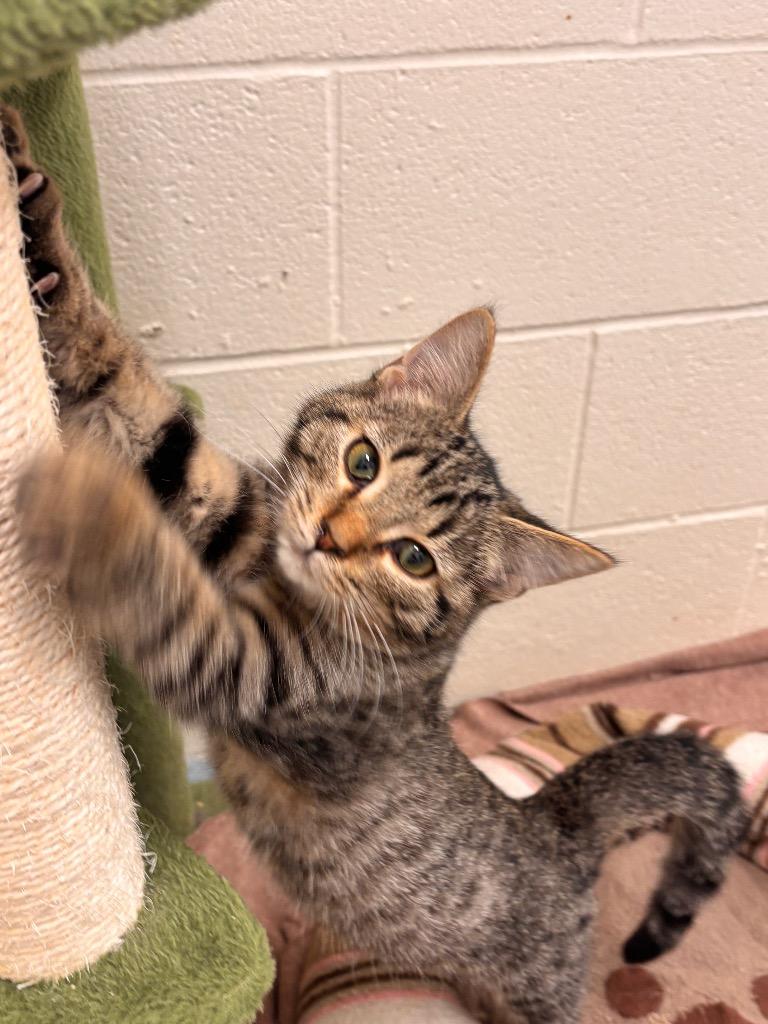 Enlarge Glenn, a Adoptable mixed breed in Portland, IN image 3/4