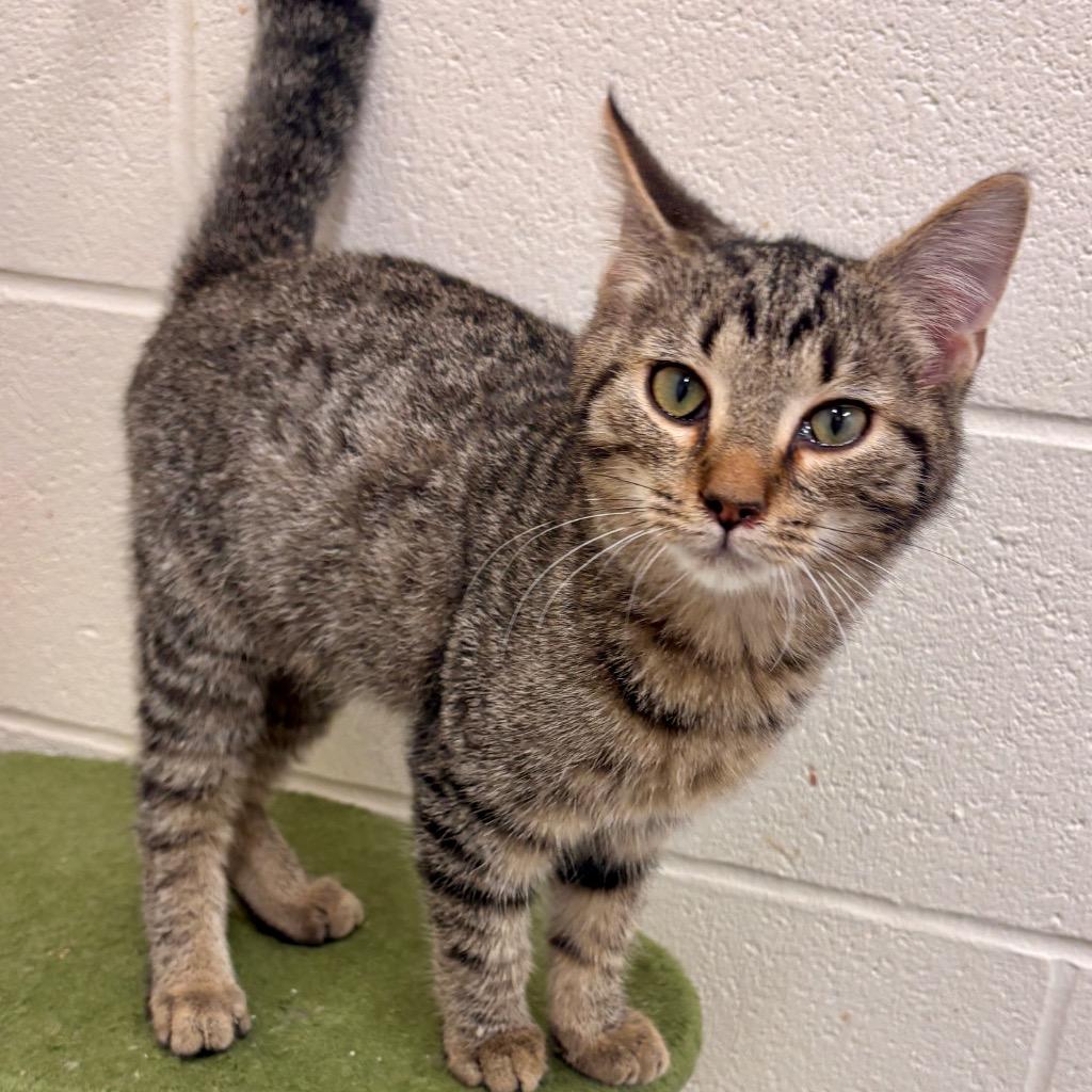 Enlarge Glenn, a Adoptable mixed breed in Portland, IN image 4/4