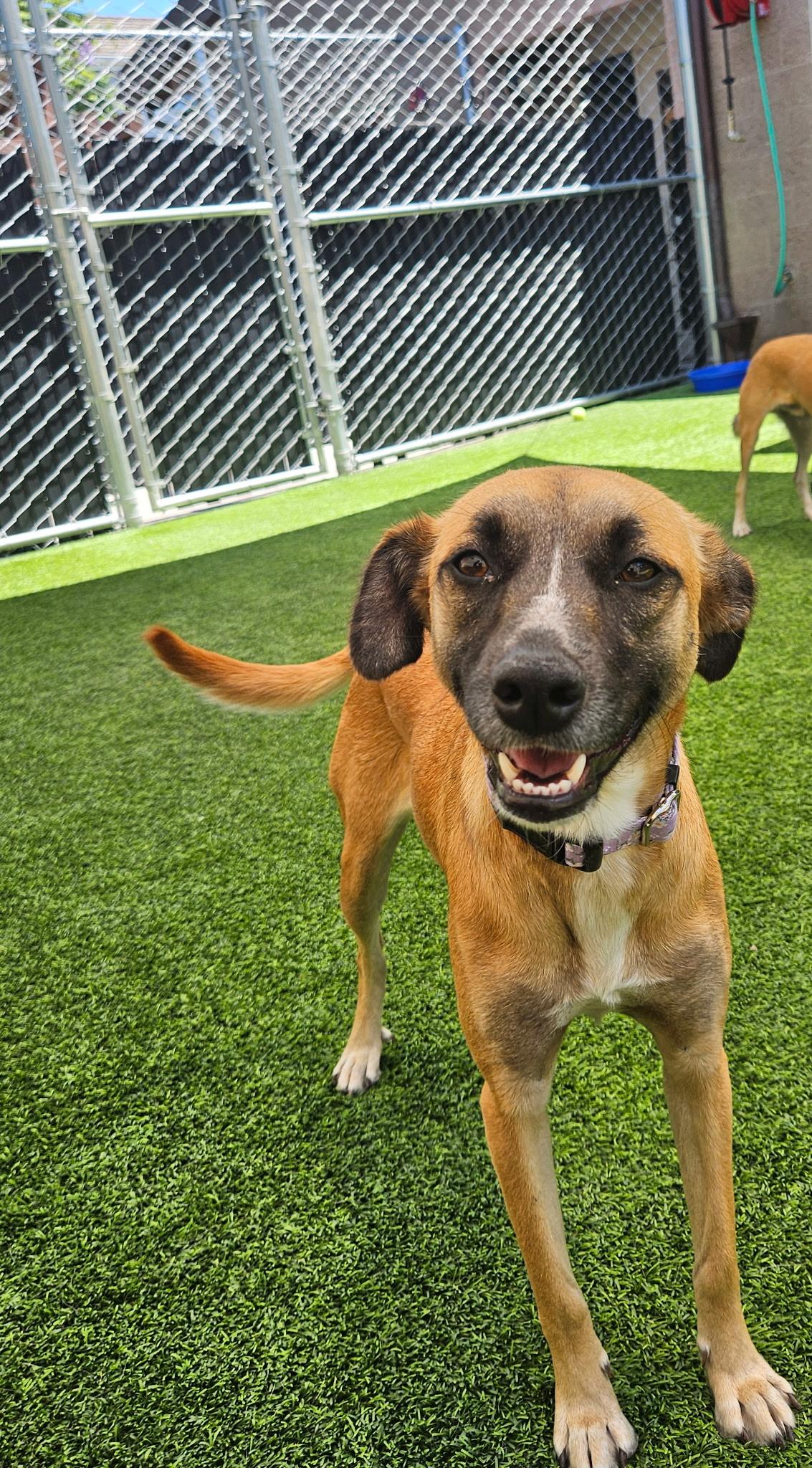 Enlarge Libby, a Adoptable Shepherd in Coronado, CA image 1/1