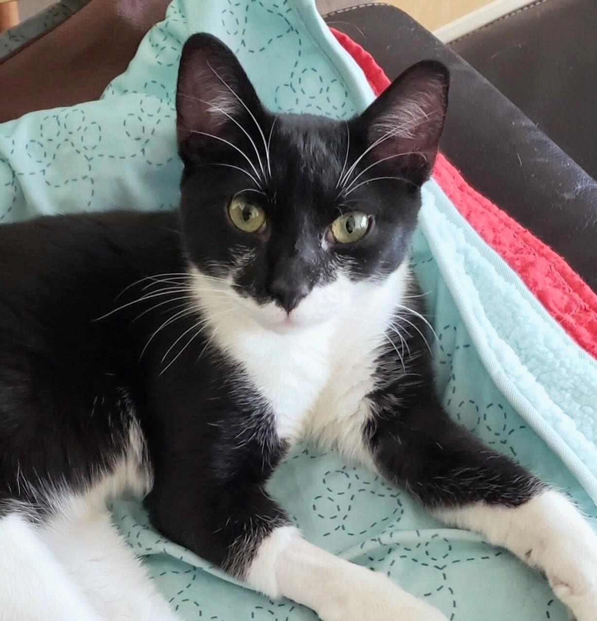 Mikey @ Fat Cat Cafe, ADOPTABLE, Kitten Male Domestic Short Hair & Tuxedo.