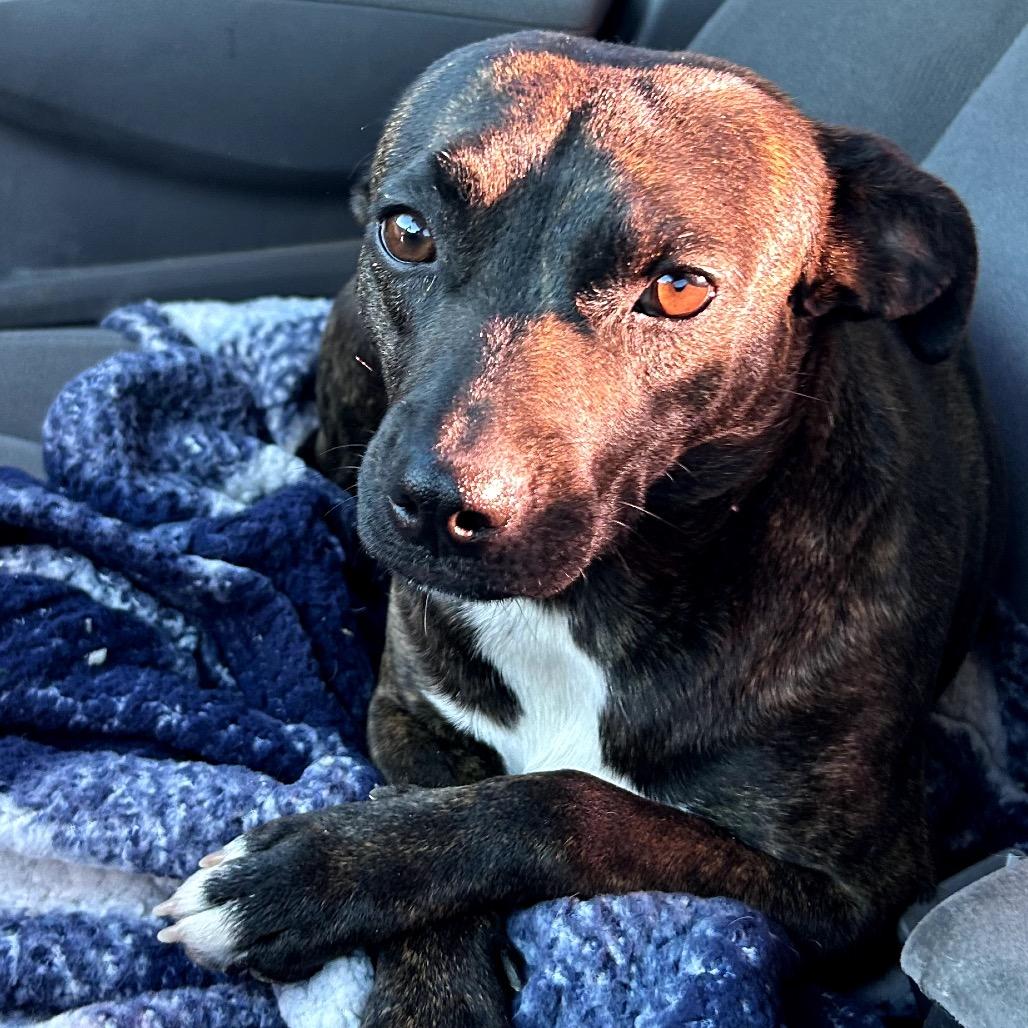 Enlarge Chica, a Adoptable Mountain Cur in Midland, TX image 2/2