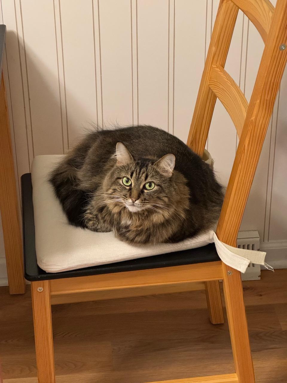 Maggie, a ADOPTABLE Domestic Long Hair in Chicago, IL image 2/4
