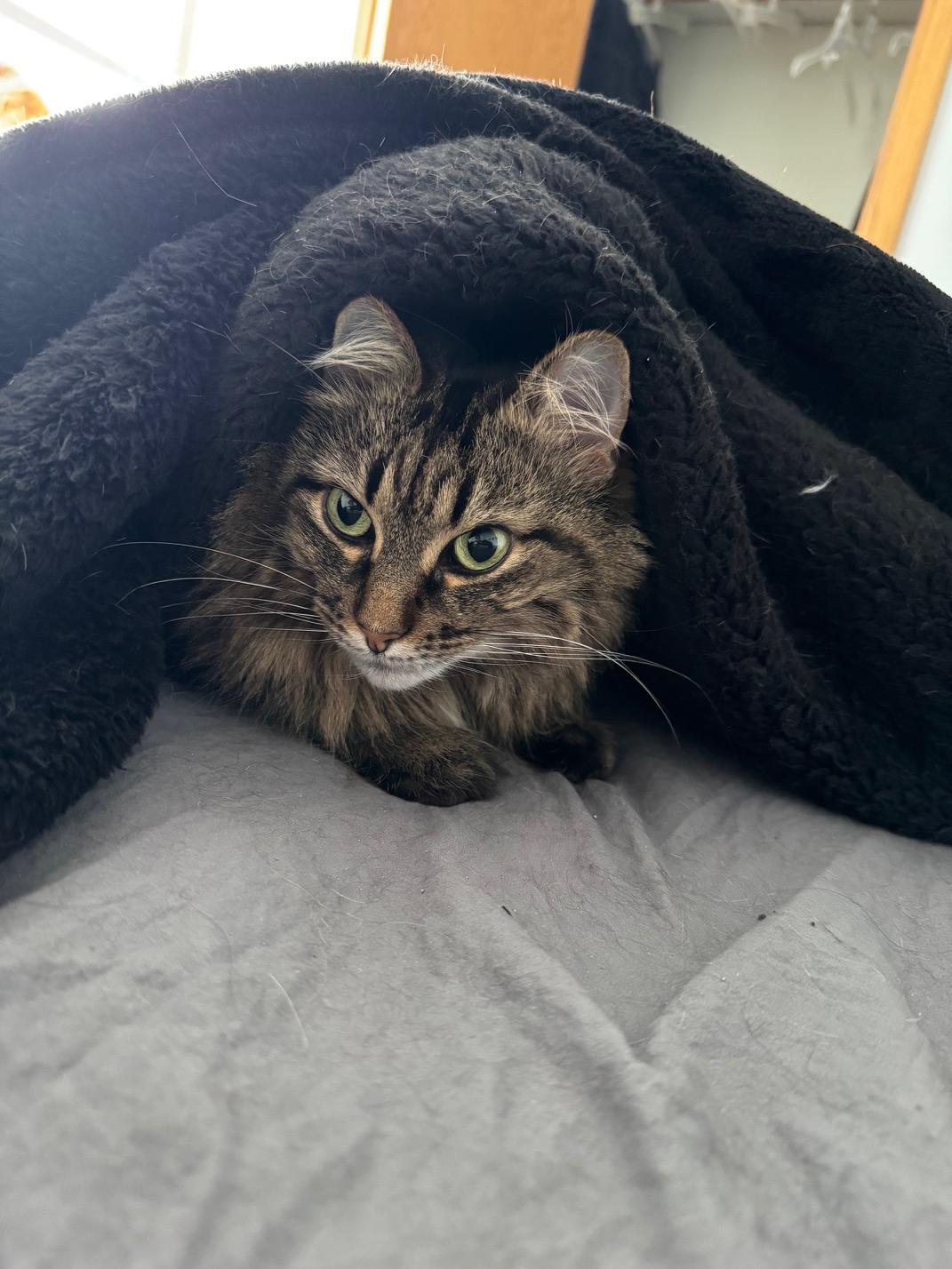 Maggie, a ADOPTABLE Domestic Long Hair in Chicago, IL image 1/4