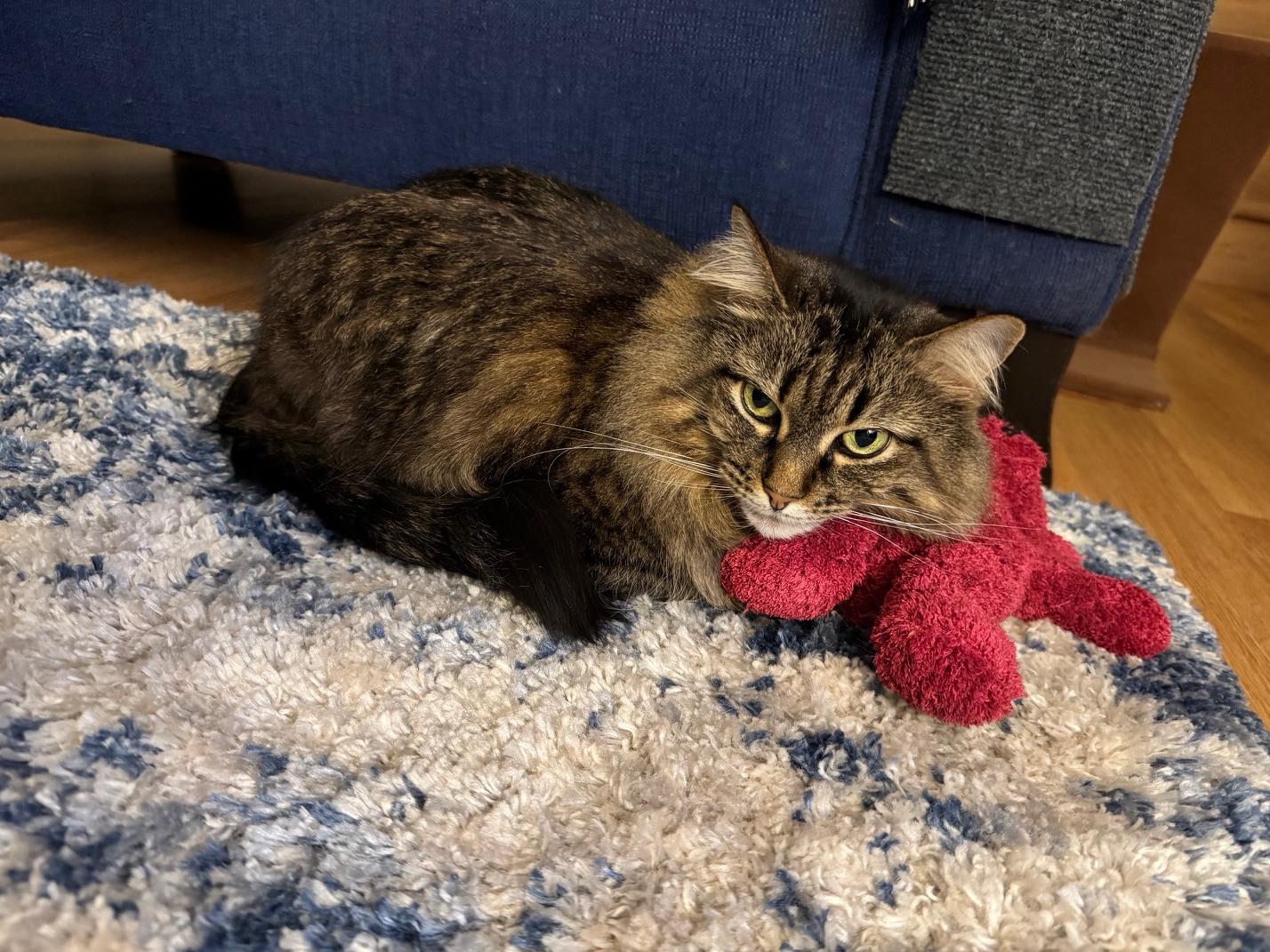 Maggie, a ADOPTABLE Domestic Long Hair in Chicago, IL image 3/4